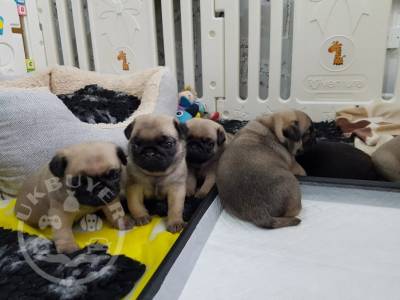 Pug Pups Available