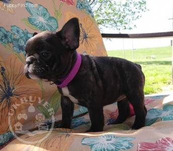 Gorgeous french bulldog puppies playful puppies