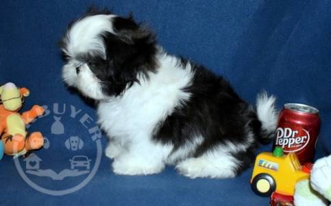 'gigi' Introducing our beautiful litter Shih tzu Red and White Puppi