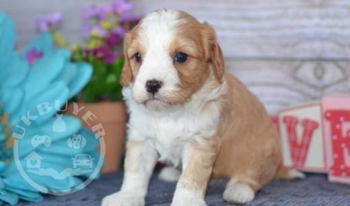 beautiful litter cavapoo Red and White Puppies for sale