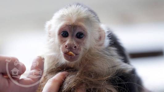 Magnificent Diaper & House Trained Capuchin Monkeys For Sale