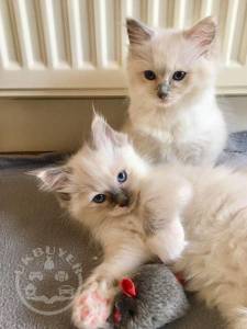 Ragdoll kittens for Re-homing both males and females 