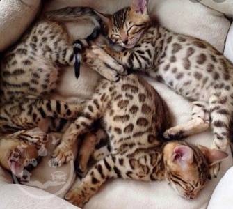 Top quality Bengal kittens for good homes 