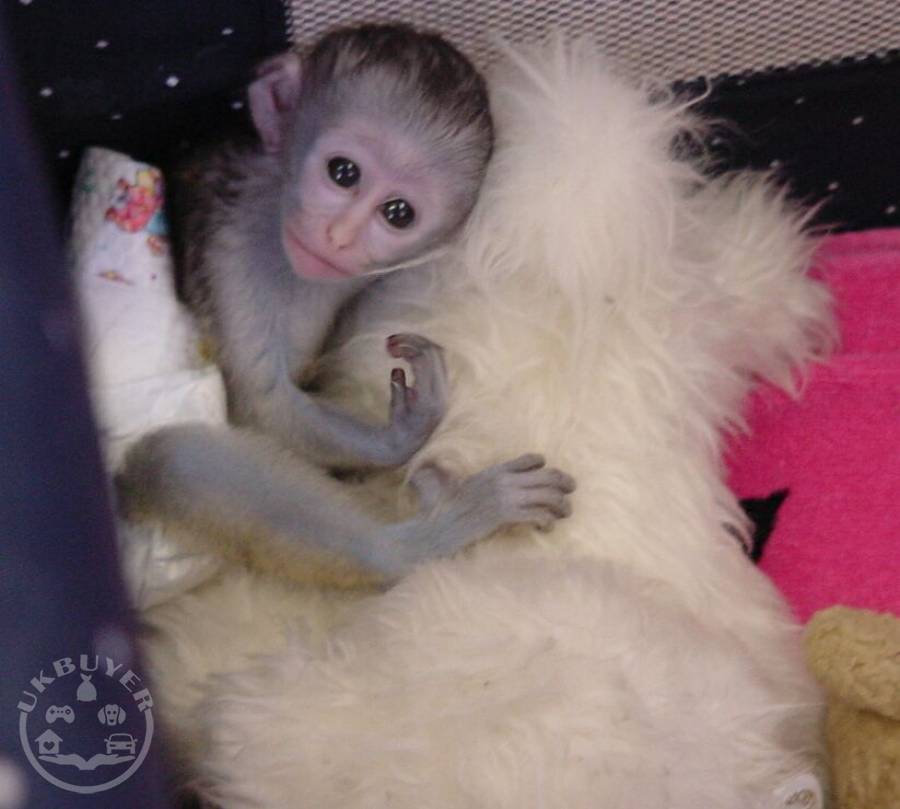 Capuchin Monkeys for sale ..WhatsApp::‪+447418365732