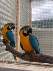 Golden Macaw and African Grey Parrots for sale WhatsApp::‪+447418365732