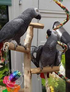  African Grey Parrots for sale
