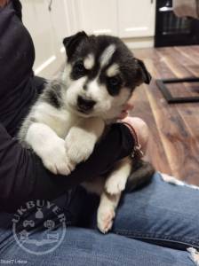 Beautiful male and female husky puppies