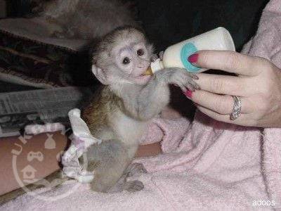 Capuchin Monkeys for sale ..WhatsApp::‪+447418365732 Capuchin Monkeys for sale ..