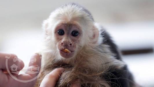 3 months Old Capuchin Monkey for Sale