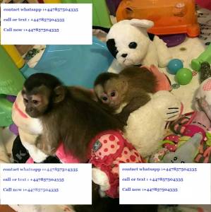Welcoming Male And Female Capuchin Monkeys For Adoption