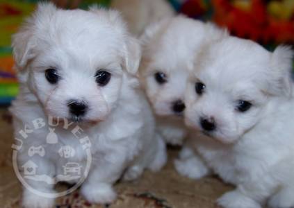 gorgeous-kc-reg-maltese-puppies-5d9cc2b5a6fe5