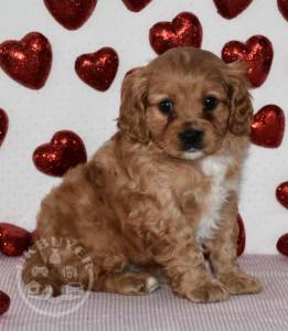 beautiful cavapoo ready now for sale 