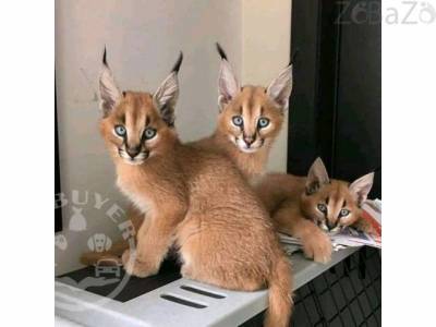 Caracal kitten available for sale