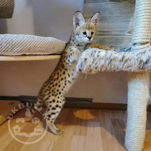 F1 and F2 Savannah Kittens Available   