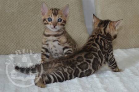 Rosetted Male and Female Bengal Cats