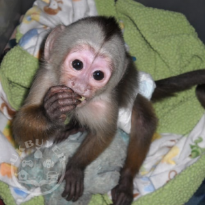   Marvelous Capuchin Monkeys for Sale   