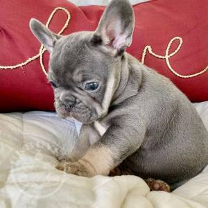  Excellent French Bulldog Puppies