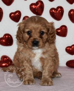 super beautiful cavapoo ready now for sale