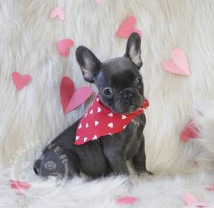 lovely french bulldog  for sale  guarantee