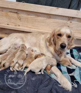 6 Purebred Golden Retrievers Puppies
