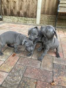 beautiful-staffordshire-bull-terriers-puppies-5fce6599ae224