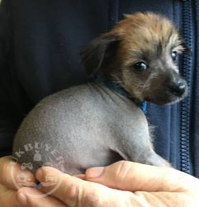 chinese-crested-puppies-kc-registered-5e091b45522b3