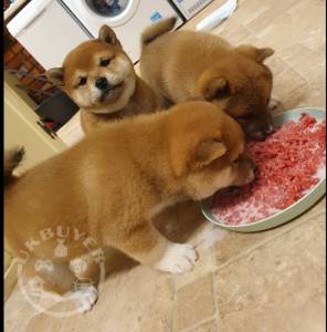 Stunning Japanese Shiba Inu Puppies