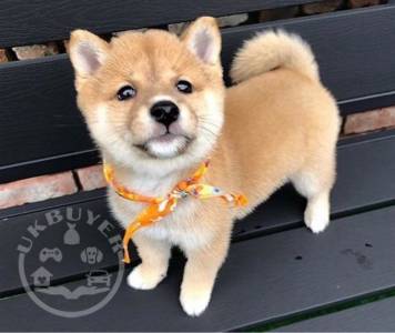 red-shiba-inu-wanted-5fd01725293a0