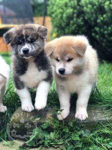 Stunning Akita Puppies