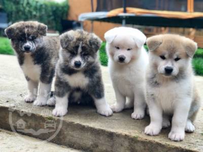 Japanese Akita Inu puppies-5da46a6412043