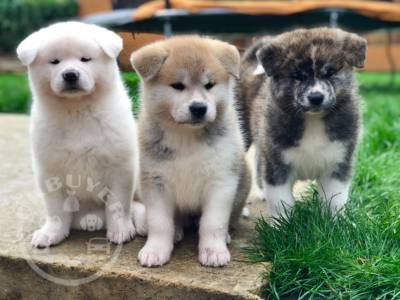 Japanese Akita Inu-puppies-5da43b1993177