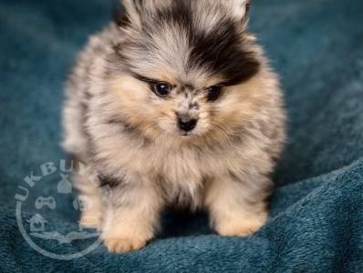 Pomeranian -puppies-5fabd48e59448