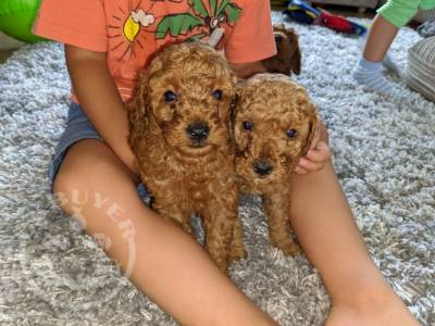 miniature-toy-red-poodle-puppies-5f34f118b3f3e