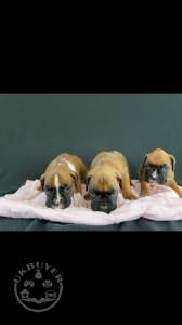 Gorgeous    Golden boxer r  puppies sale
