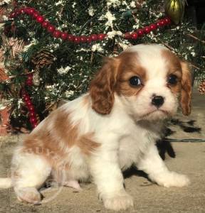***7 Litter of 8 cavalier king charle pupps,(suzy)