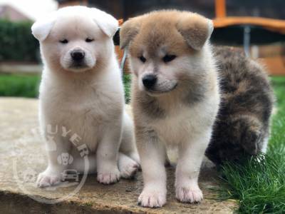 Japanese Akita Inu-puppies-5da46a639adf9