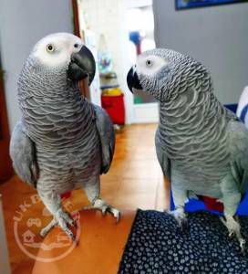 Sweet and lovely African grey parrots for sale   