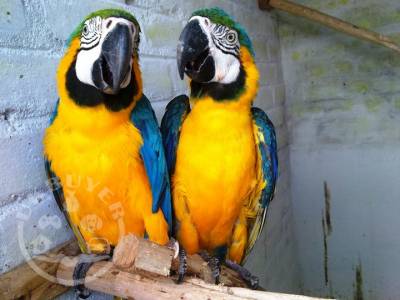 DNA papers 2-year-old male Blue & Gold Macaw parrots for sale