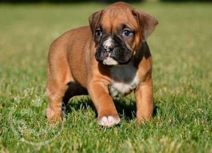 Playful boxer  ready now 