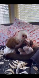 Healthy Baby Capuchin Monkeys 