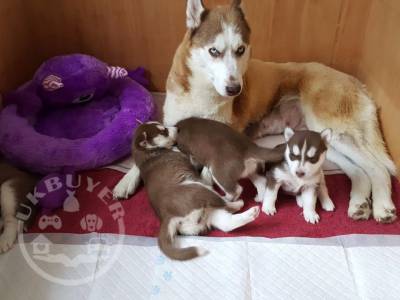 Male and female Siberian husky puppies for adoption